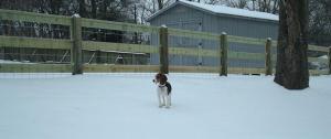 Piper in the snow with the new fence.
