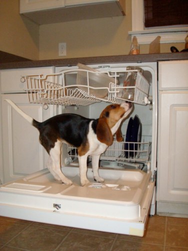 Piper helping wash the dishes