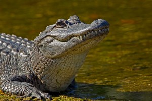 Alligator