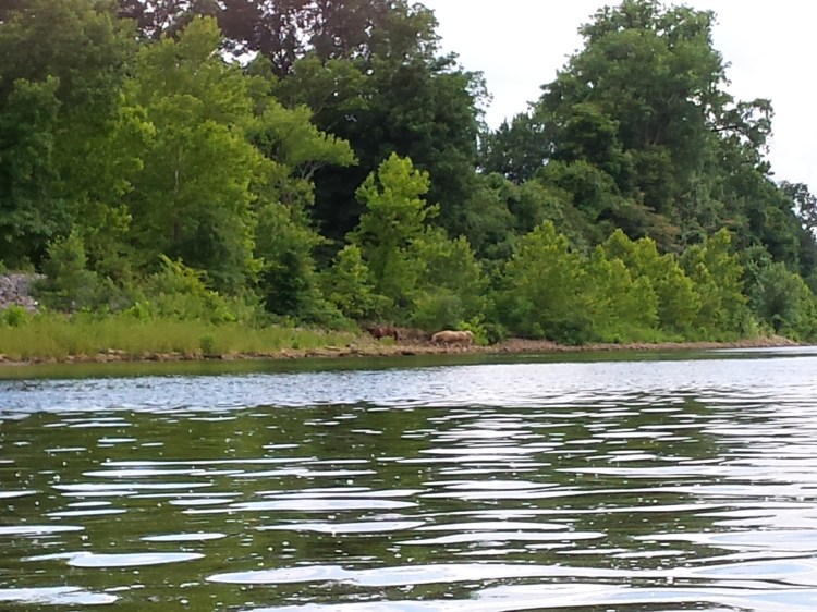 horses drinking water.