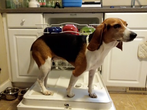 Piper almost 5 yrs old.