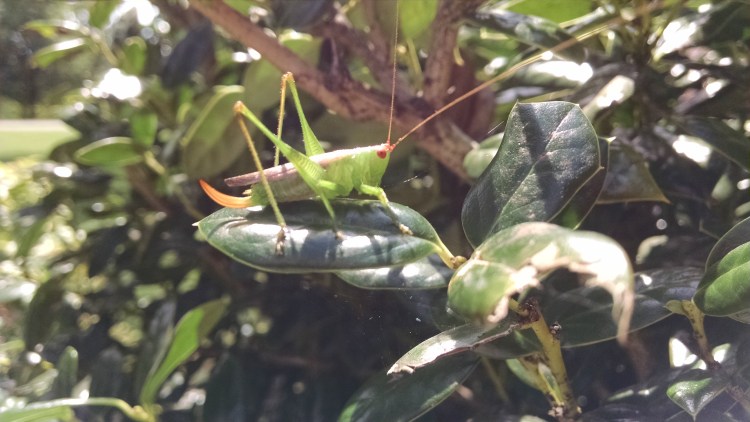 IMG_20150821_114427588