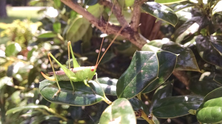 IMG_20150821_114528485