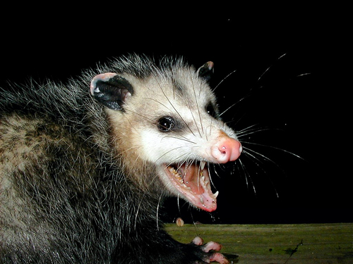 Problems_When_Having_A_Possum_Pet