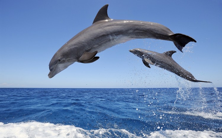 jumping-dolphins-Wallpaper